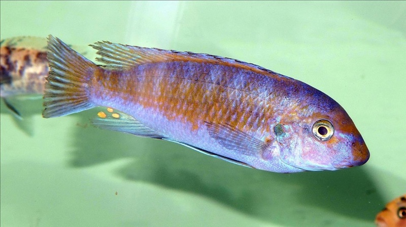 Labeotropheus fuelleborni 'Mbamba Bay'